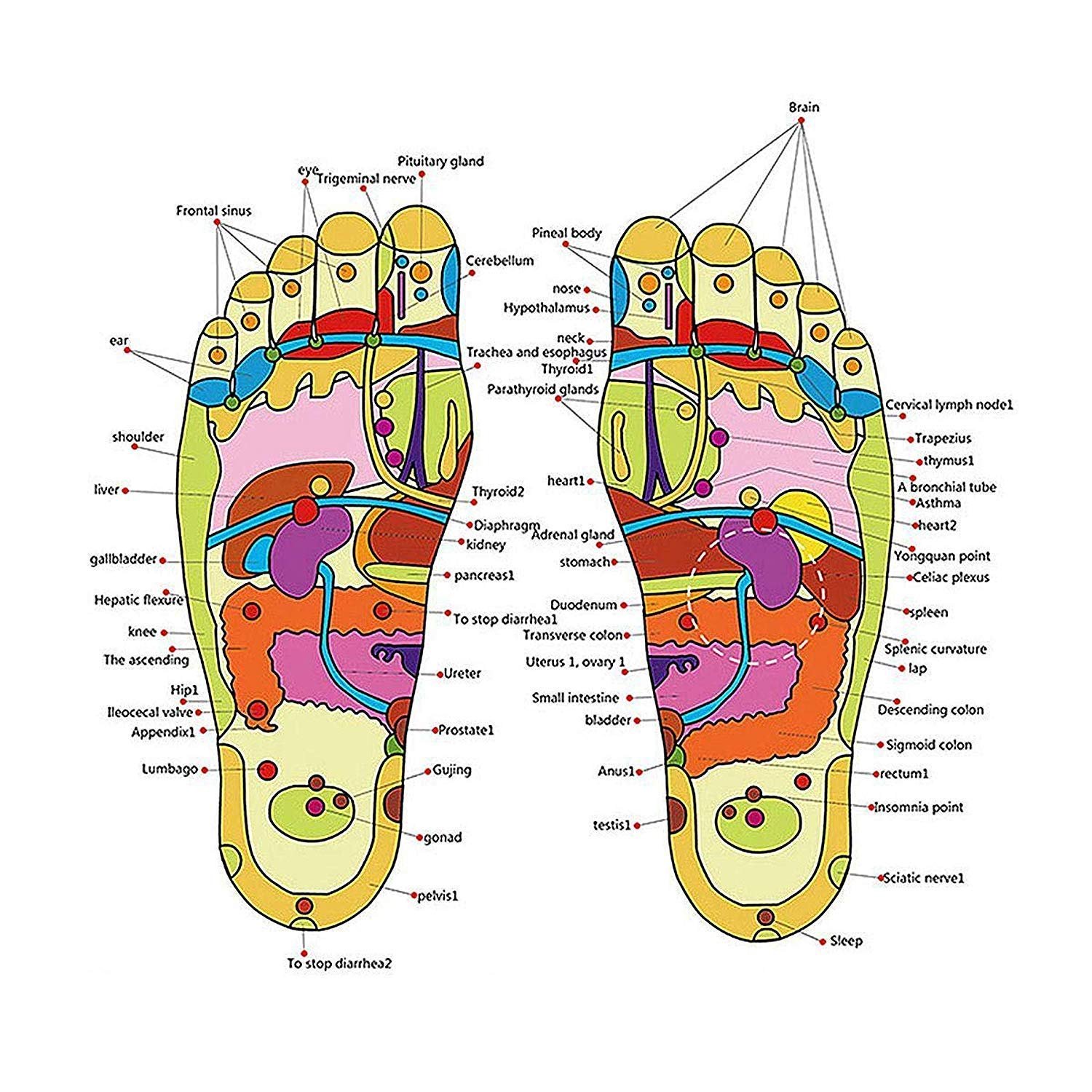 Spring Acupressure Chapple – Relaxation and Pain Relief Tool, Stimulates Pressure Points for Stress Relief, Improved Circulation, and Muscle Relaxation